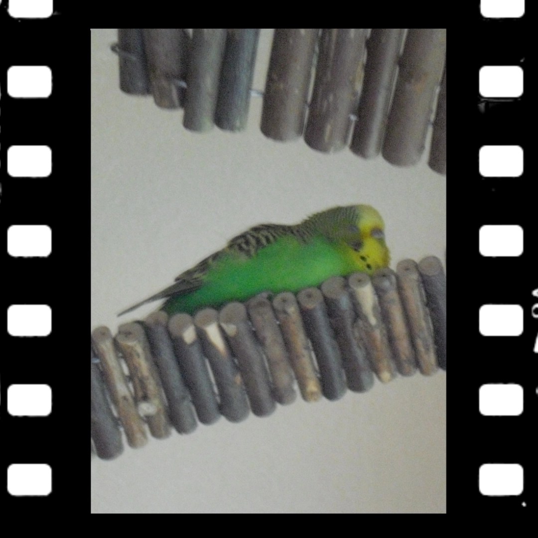 Lieblingsliegeplatz meiner Wellihenne Emma