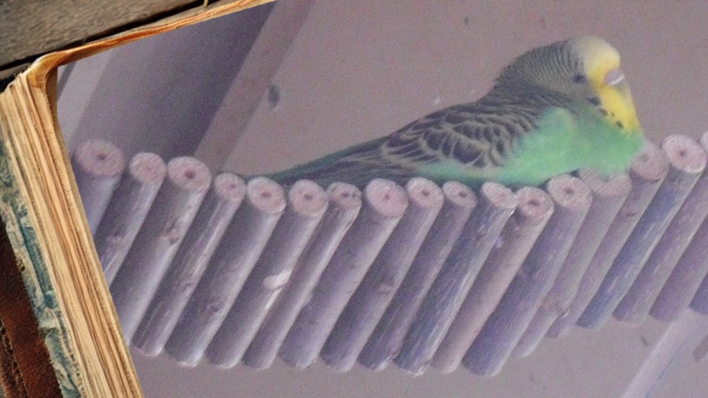 Bild mit meiner Wellihenne Emma im Fotoalbum