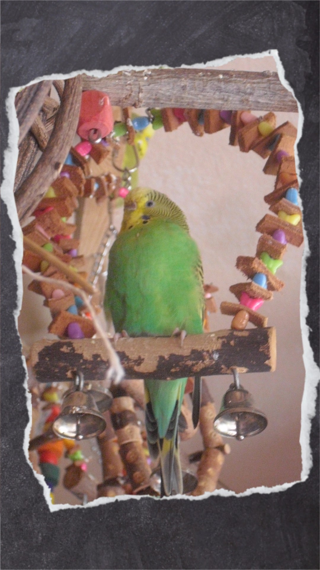 Grüne Wellihenne sitzt in bunter Schaukel mit Naturholz-Sitzstange