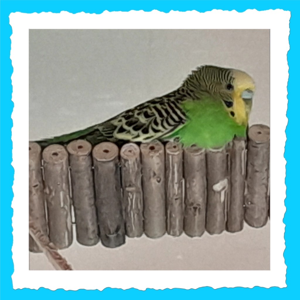 Wellensittich-Henne Emma Steckbrieffoto