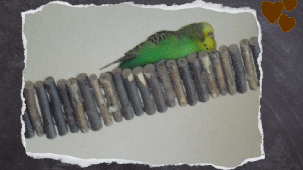 Emma hält Siesta auf der Nagerbrücke