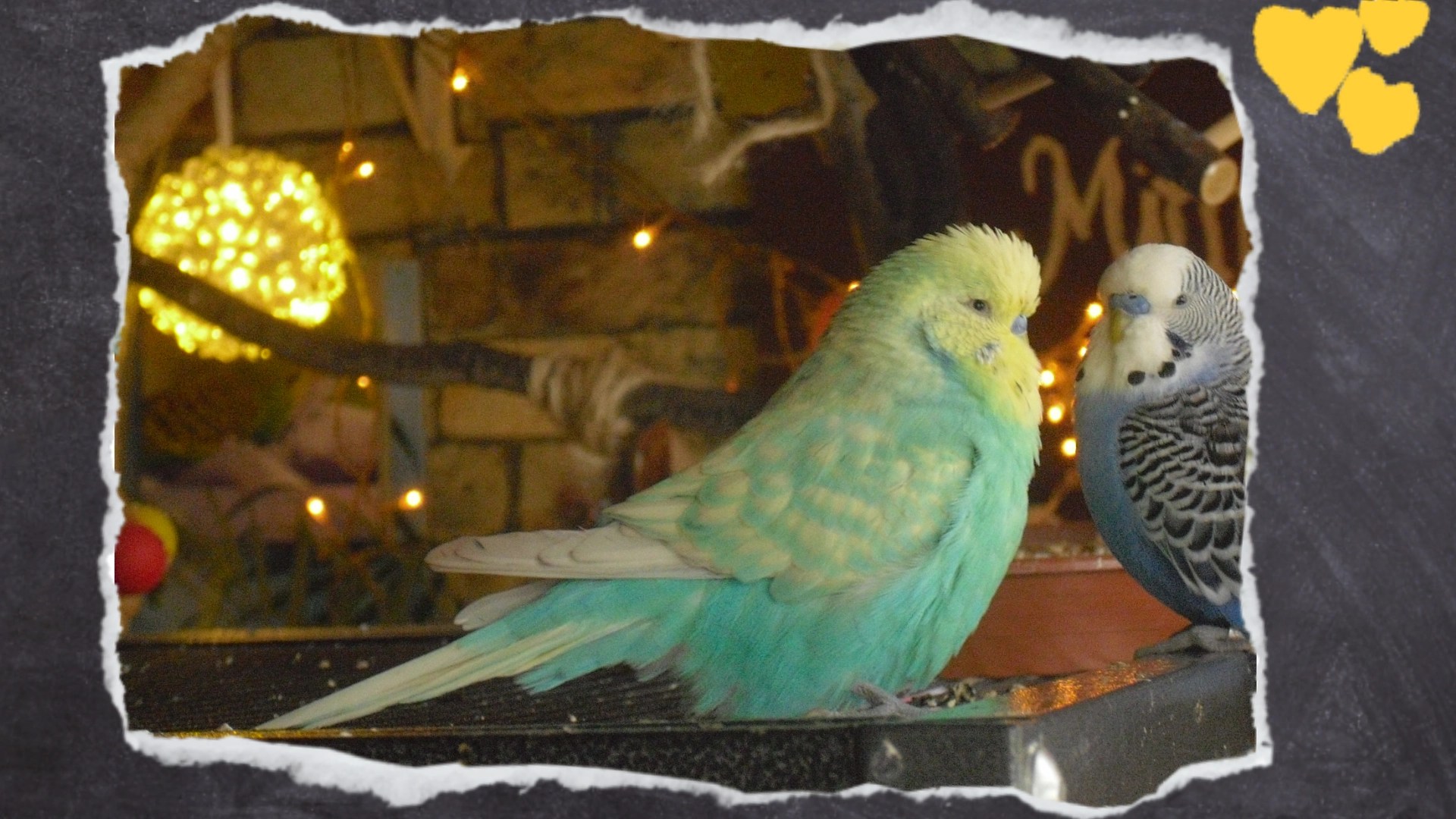 Zwei Welli-Hähne mit Dekolichtern im Hintergrund