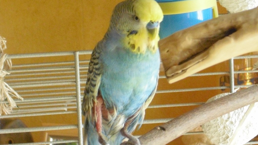 Blauer Wellensittich-Hahn mit gerupften Beingefieder