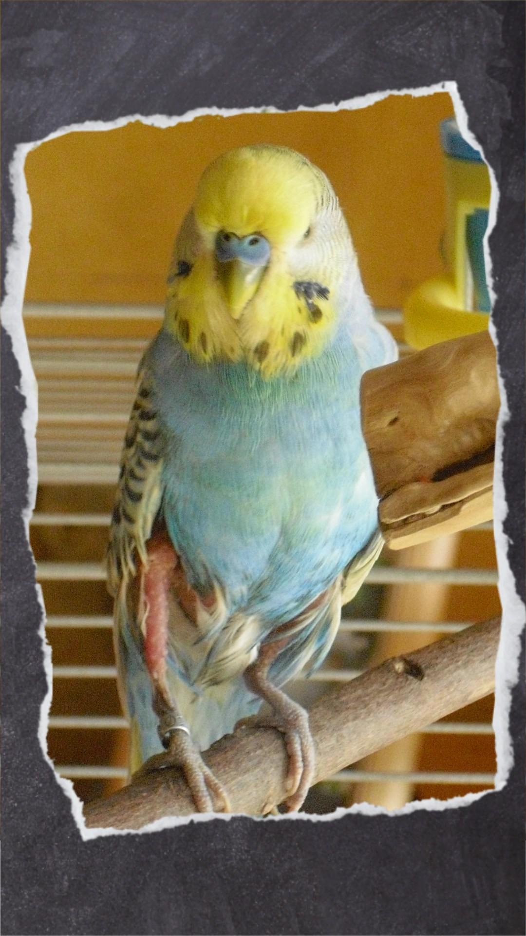 Wellensittich-Hahn Nicky mit gerupften Federn am Bein