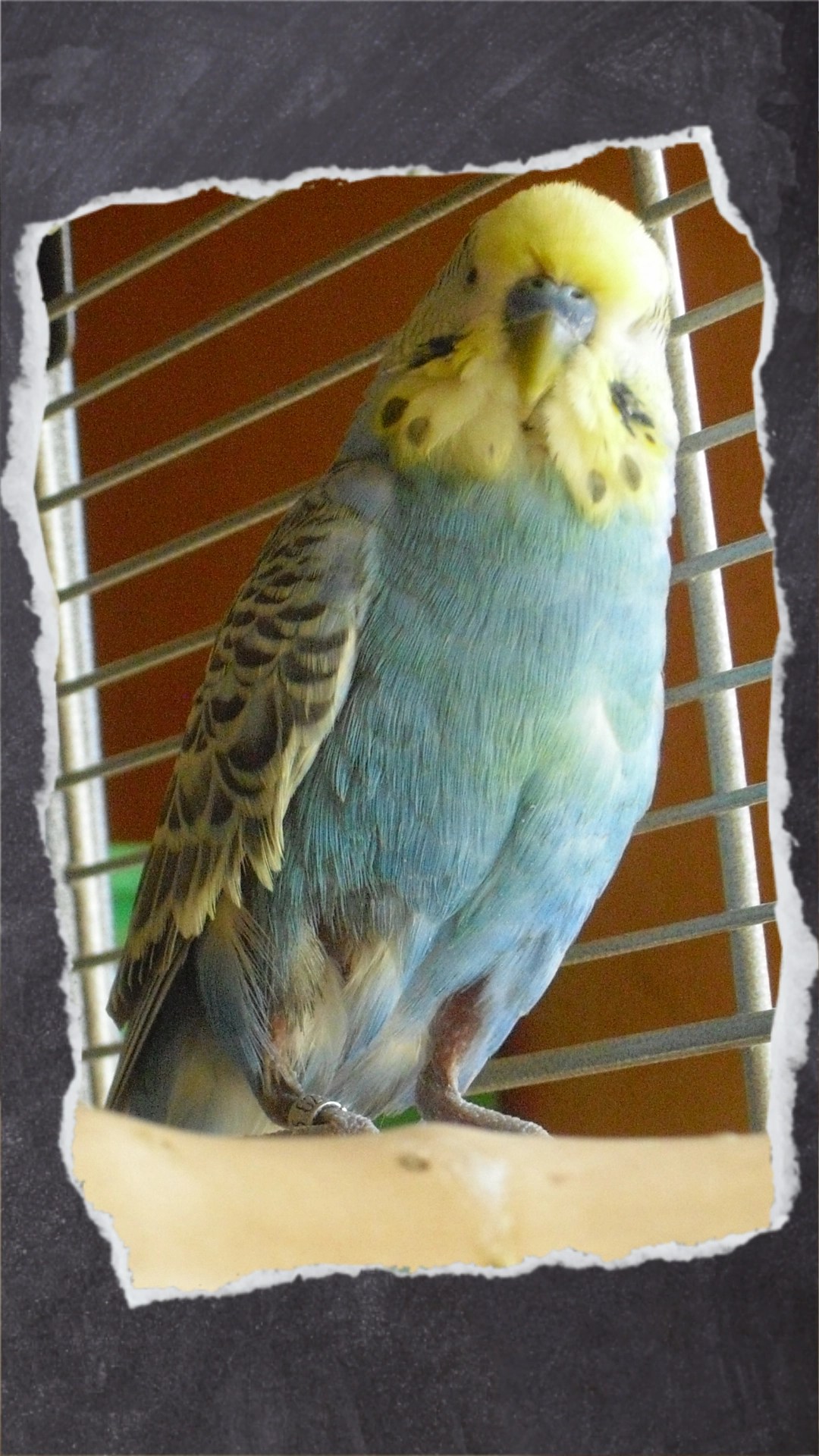 blauer Wellihahn mit stumpfen und gerupften Gefieder