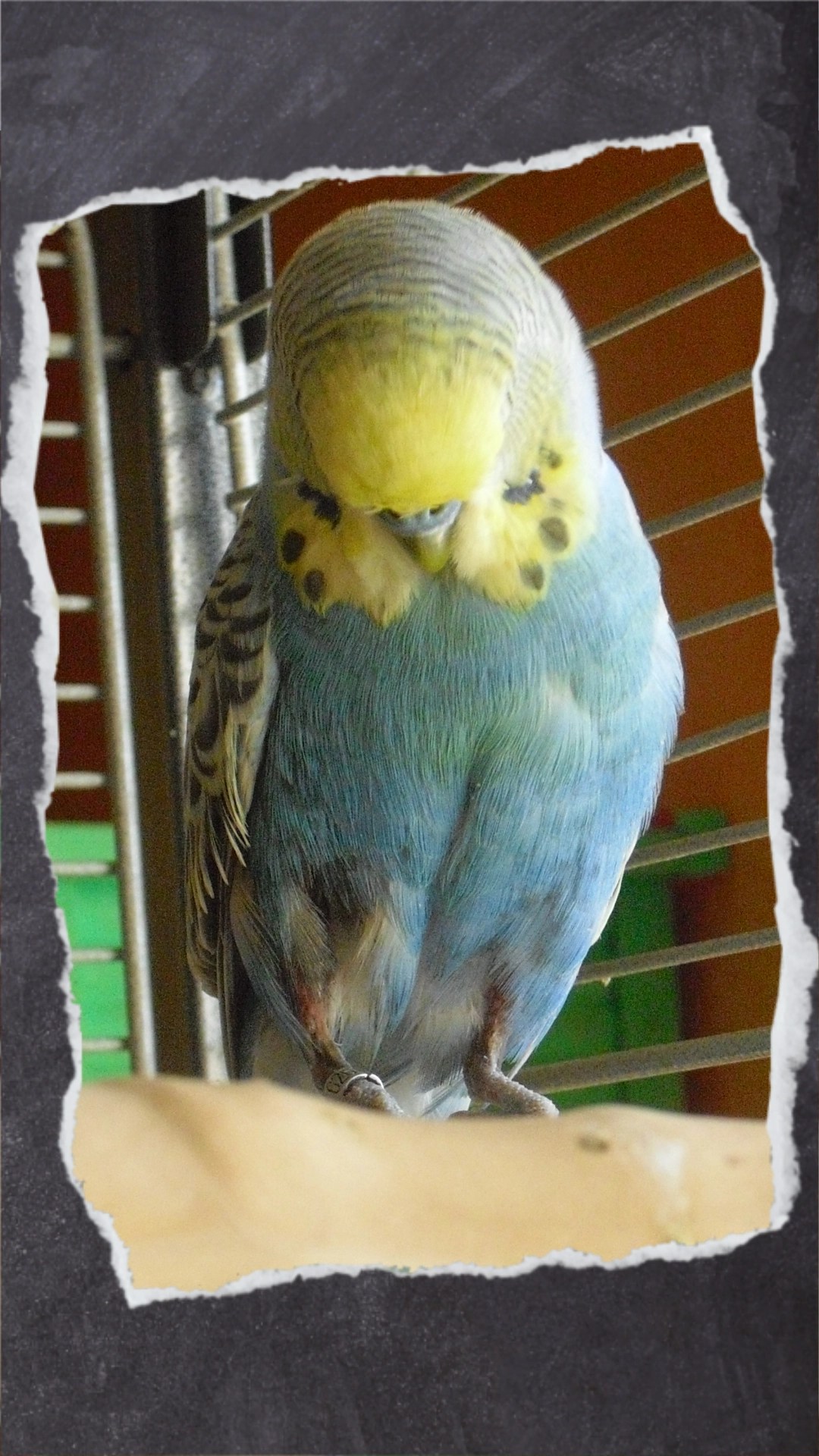 Wellensittich-Hahn Nicky schaut auf sein gerupftes Gefieder