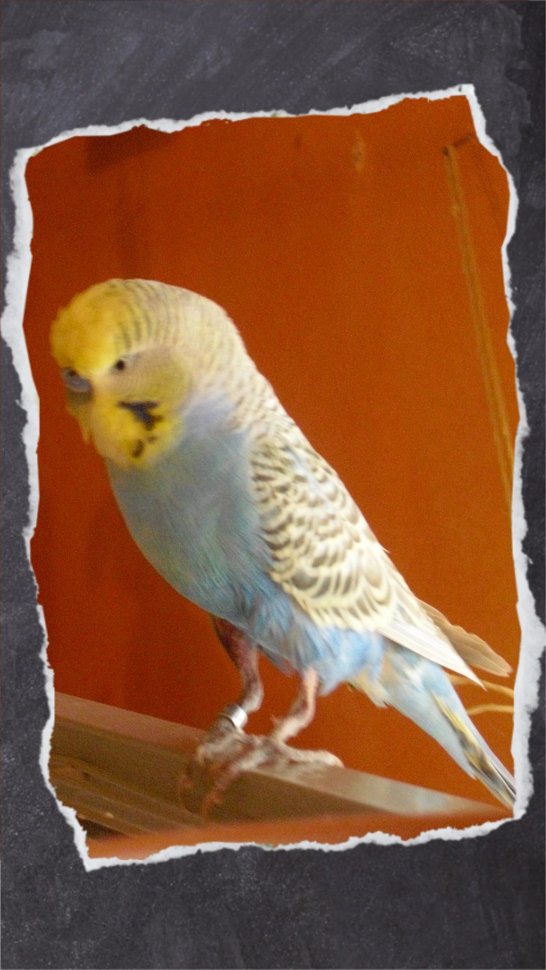 Komplett nackte Beine meines Federrupfers Nick