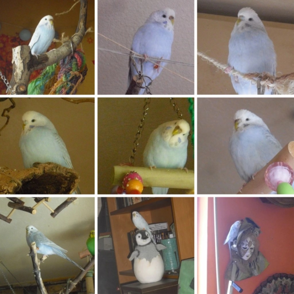 Photo Collage mit Bildern von Welli-Henne Fee