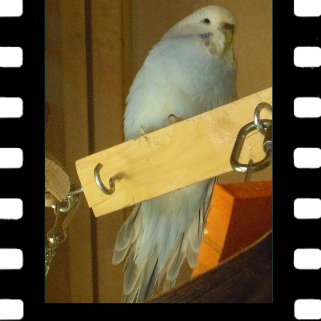 Wellensittich Fee verlor immer mehr an Gewicht und starb am Going-Light-Syndrom.