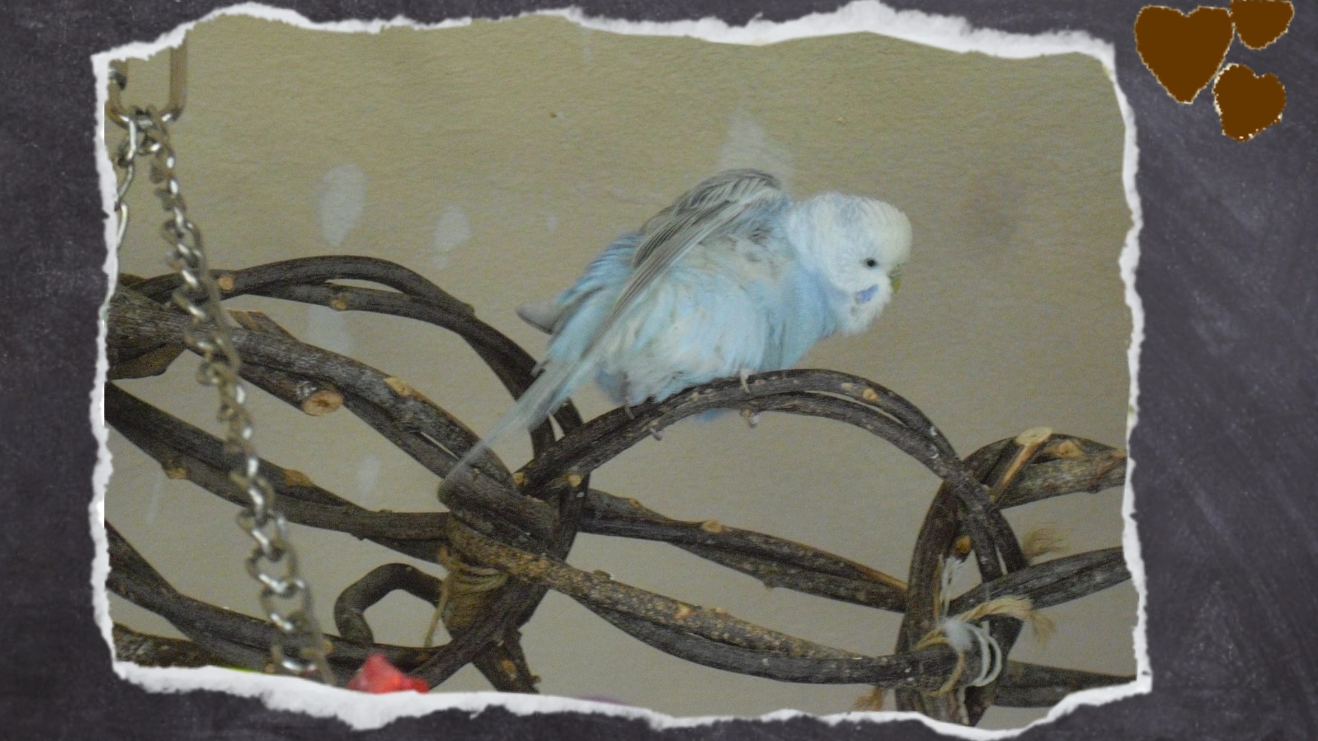 Hellblaue Wellihenne sitzt auf Ringen aus Weidenholz