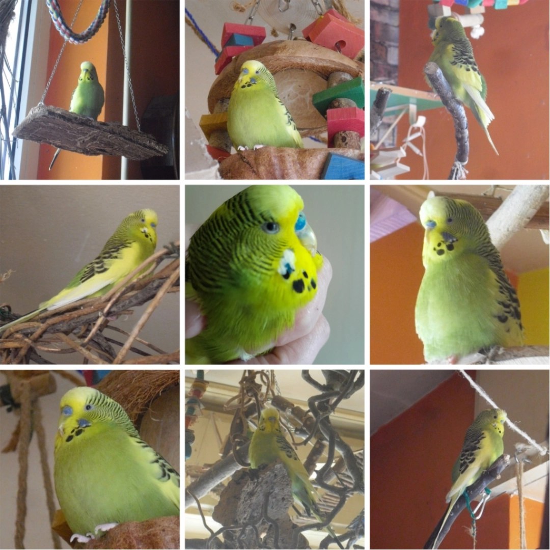 Photo Collage mit Bildern von Welli-Hahn Felix