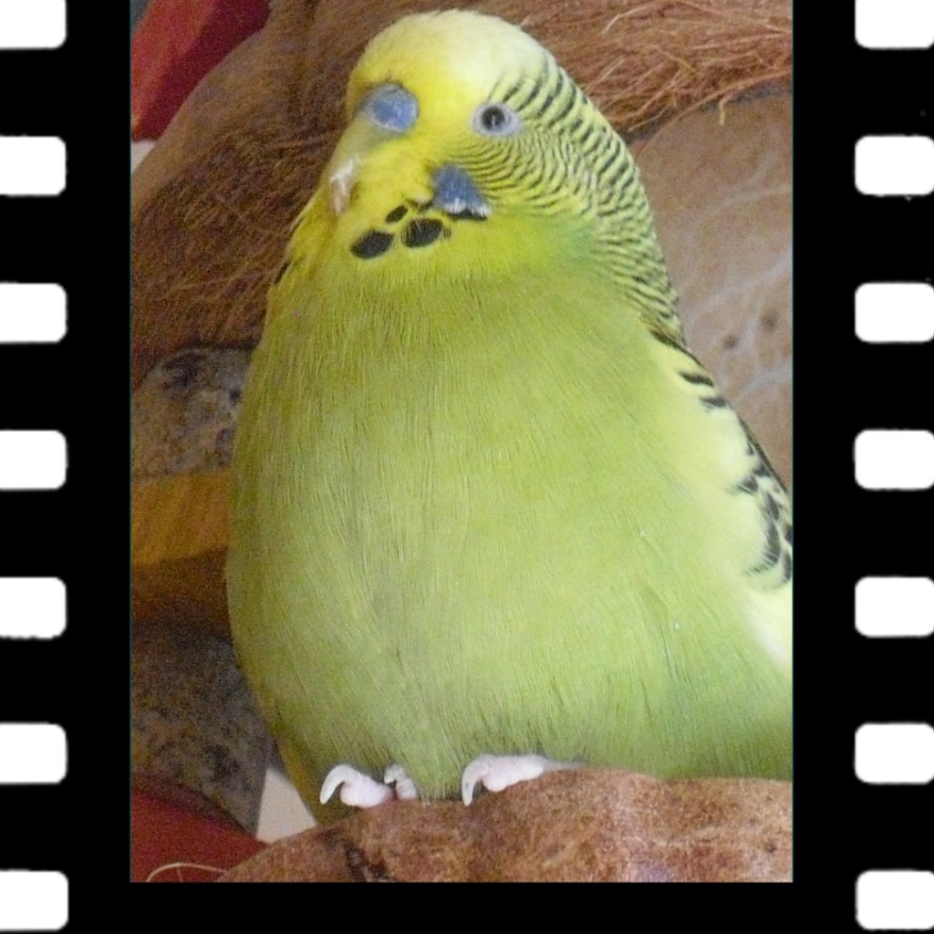 Mein Wellensittich Felix starb an Leberversagen.