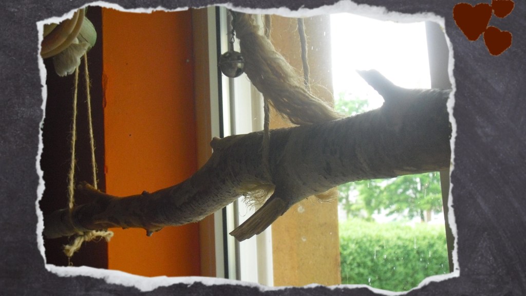 Birkenast als Schaukel am Fenster