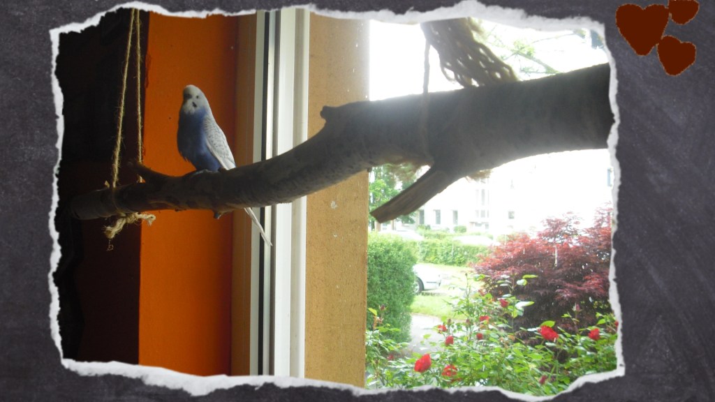 Blauer Wellihahn auf Birkenast mit breitem Durchmesser