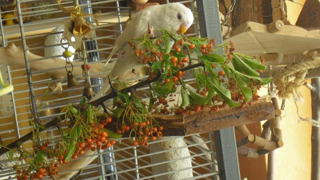 Weißer Wellensittich frisst die roten Beeren des Feuerdorn