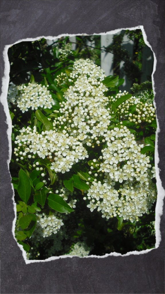 Feuerdorn mit weißen Blütendolden