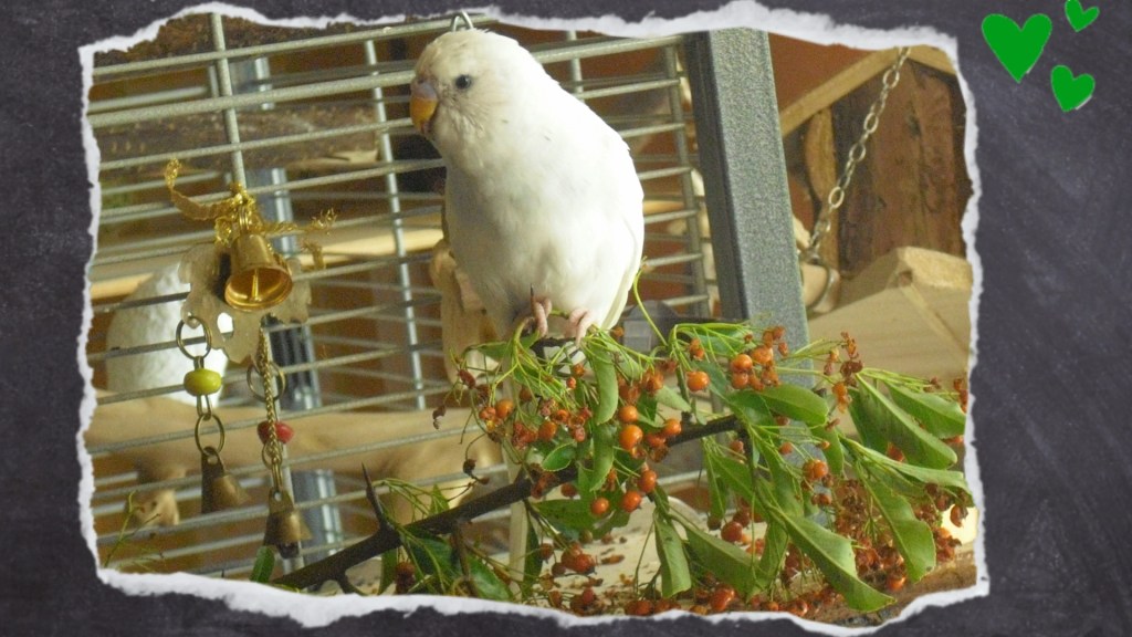 Weiße Wellihenne frisst genüsslich rote Beeren des Feuerdorn