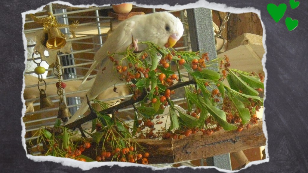 Feuerdorn-Beeren ein beliebter Snack und natürliches Spielzeug für Wellis