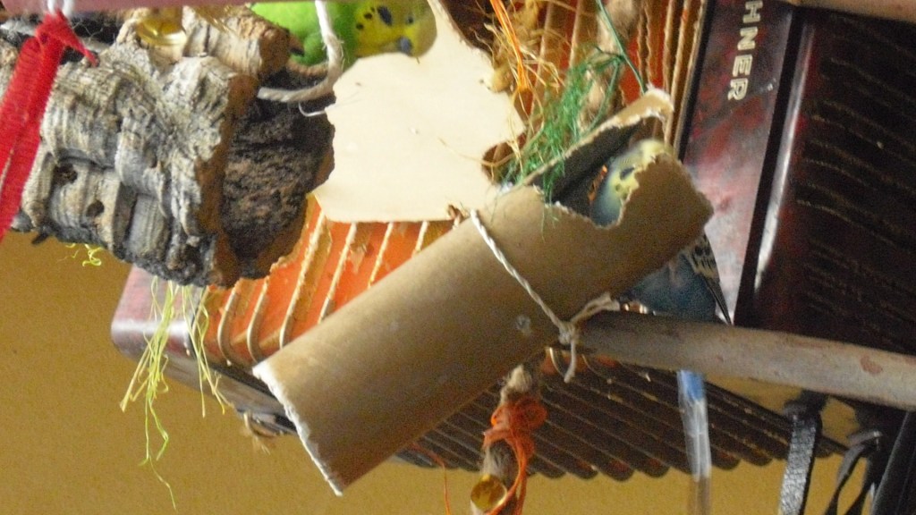 Wellensittich spielt mit Flachen-Verpackung aus Pappe