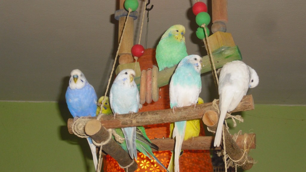 Volle oberste Sitzstange des Welligerüsts