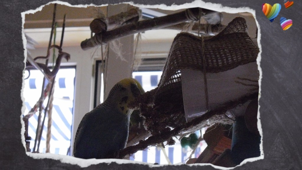 Foraging Spielzeug mit Kolbenhirse