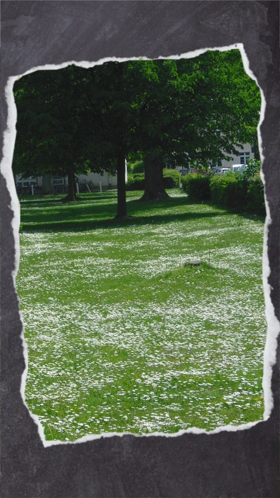 Gänseblümchenwiese