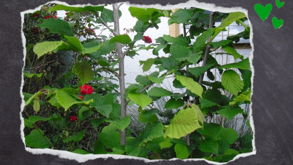 Kleine Haselnussweide als Lieferant für Naturäste im eigenen Garten