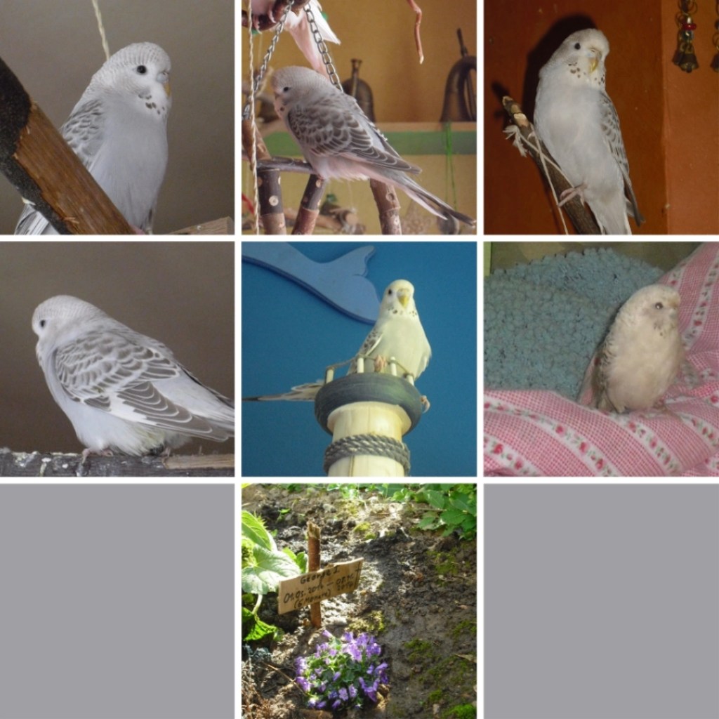 Photo Collage mit Bildern von Welli-Hahn George