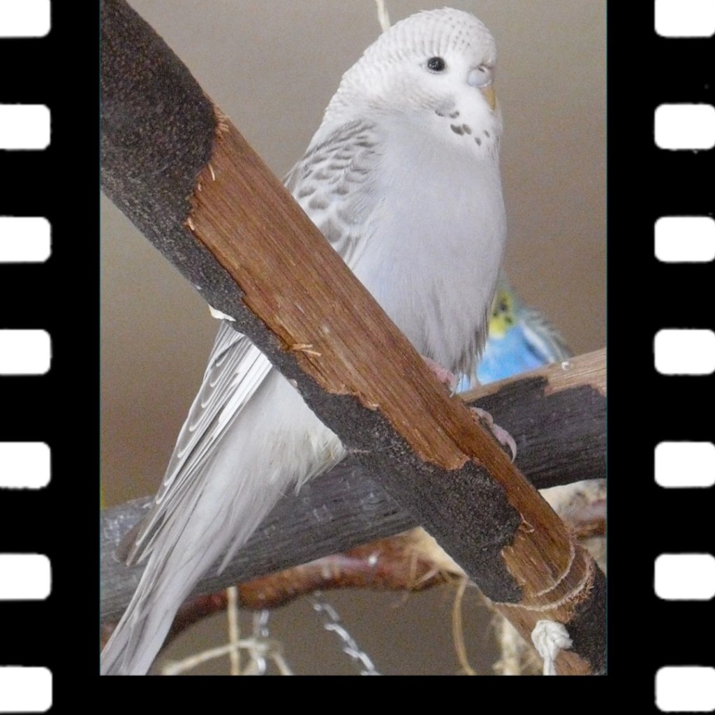 Wellensittich George starb wohl an Organversagen.