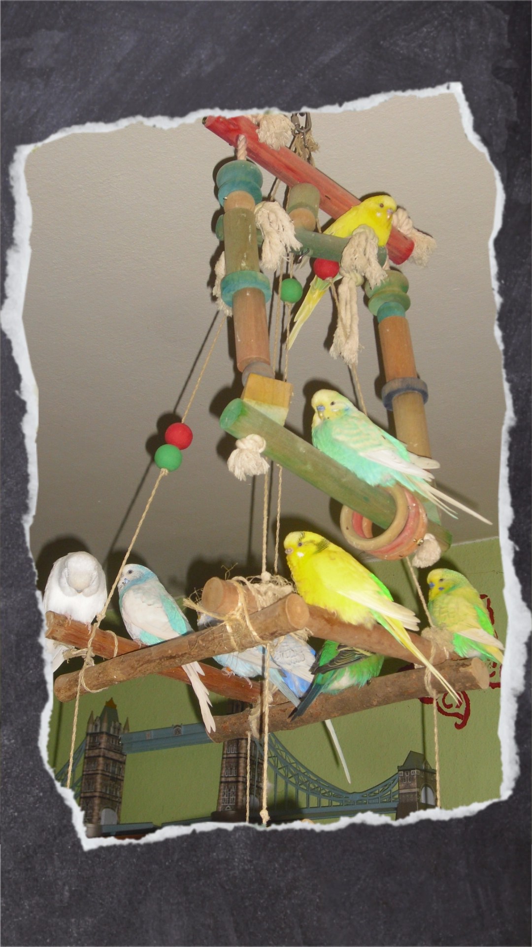 Sieben Wellensittiche sitzen oben auf Holzgerüst