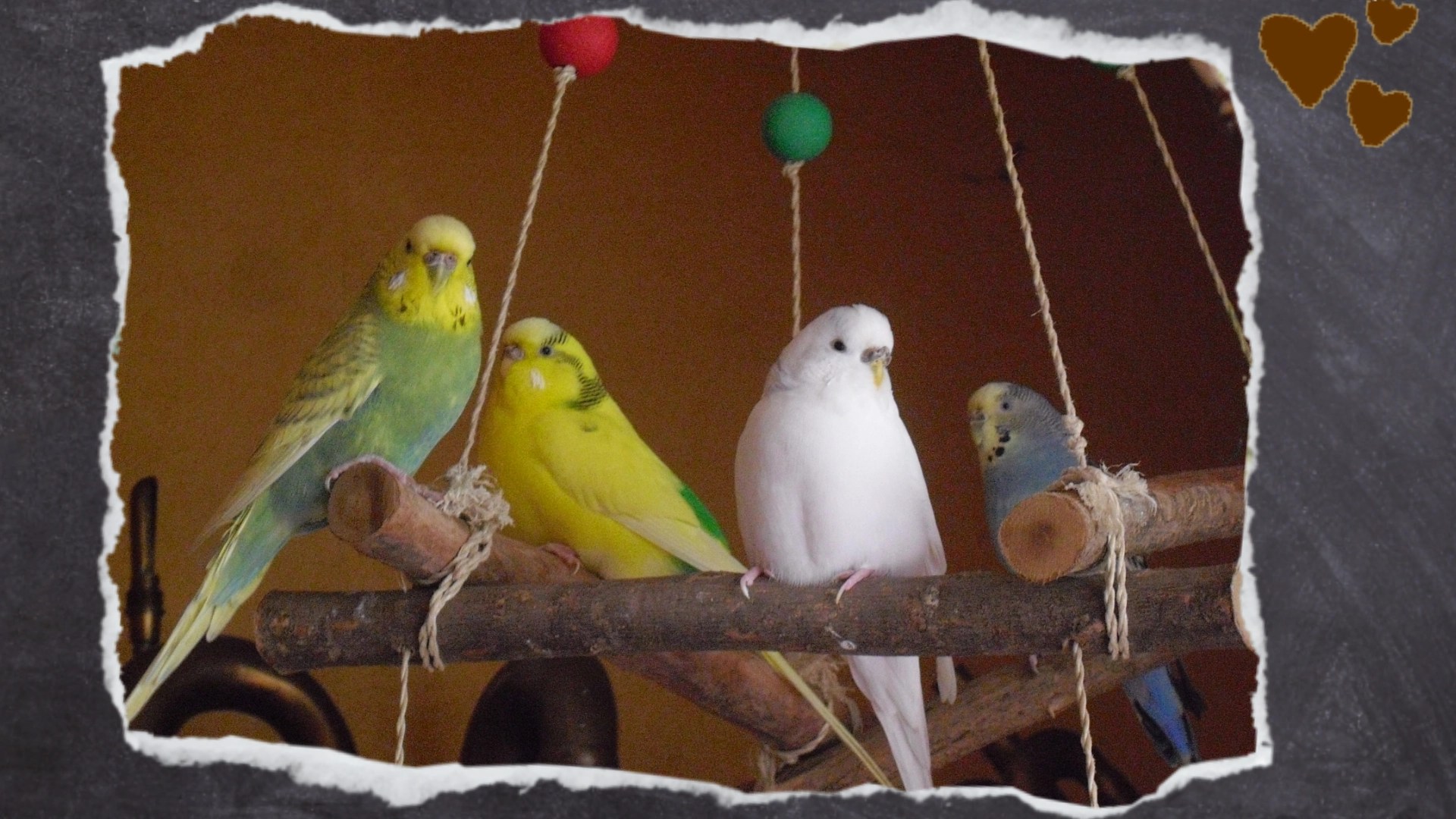 Kleiner Wellensittich-Schwarm sitzt auf Holzgerüst