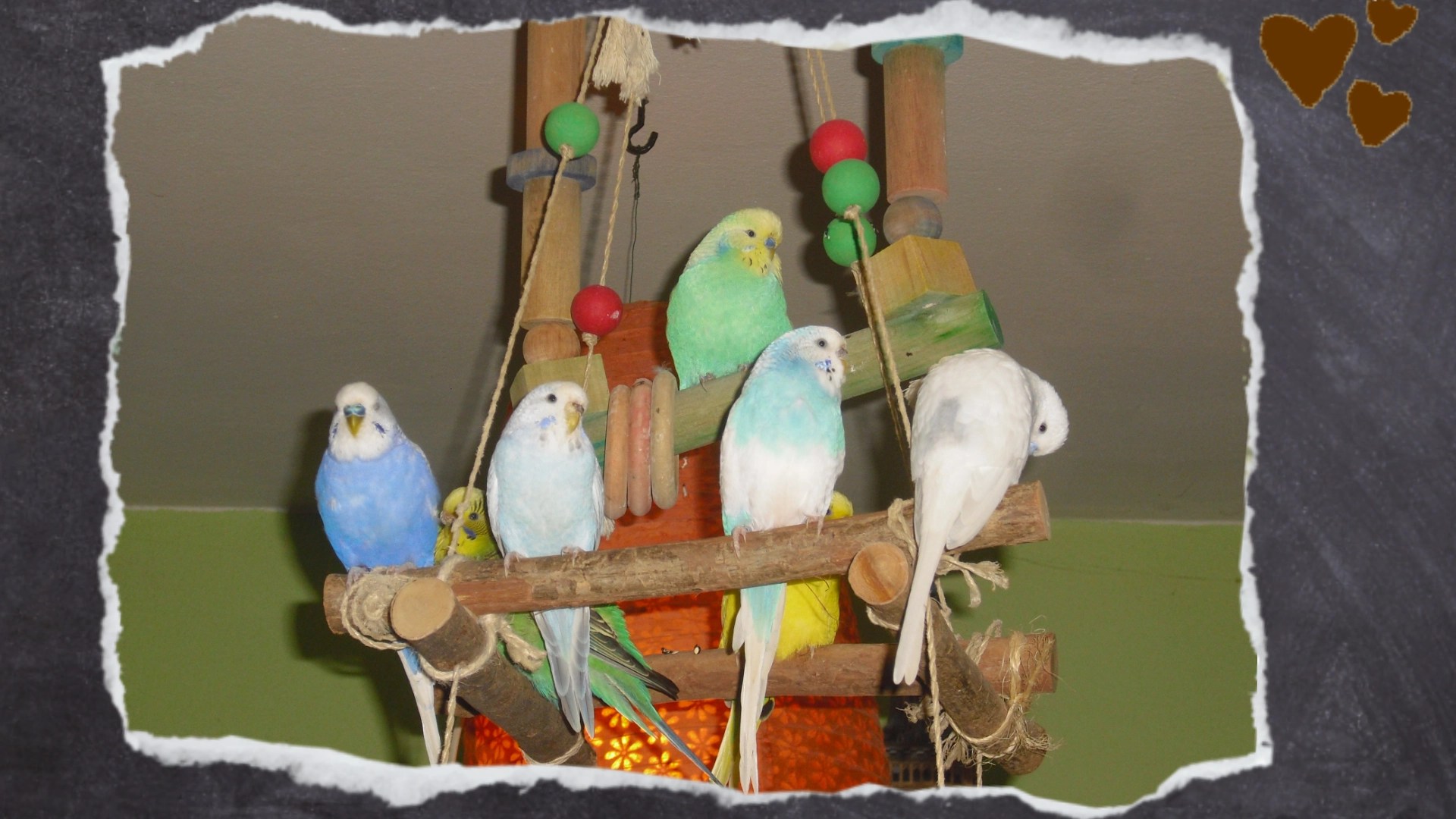 Volle oberste Sitzstange des Welligerüsts