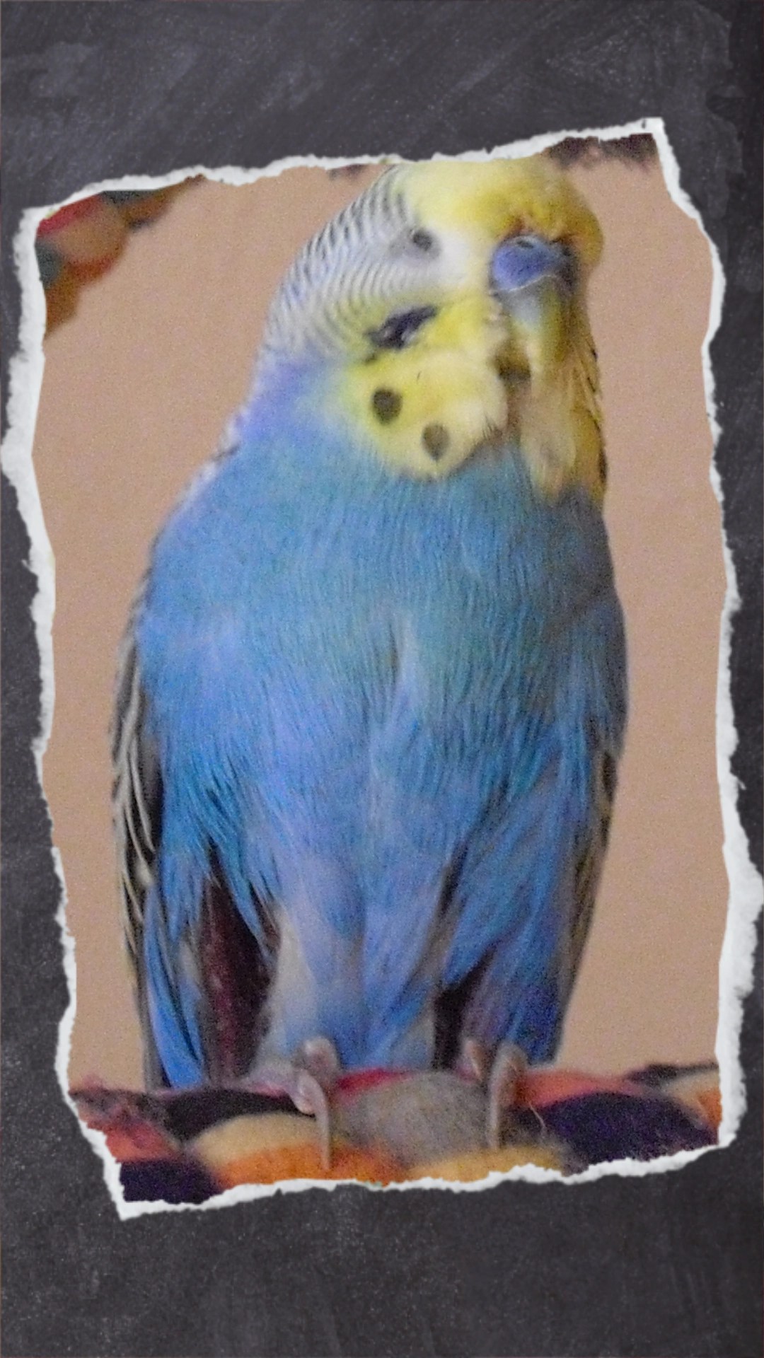 Blauer Wellensittich-Hahn mit Löchern im Gefieder and den Beinen