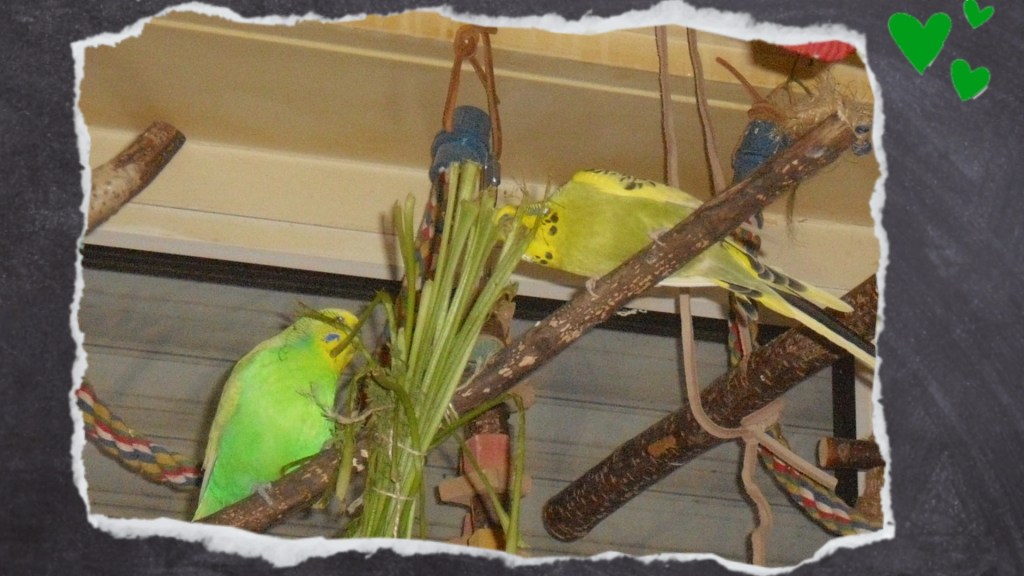 Zwei Wellensittiche knabbern an den Stängeln von Möhrengrün