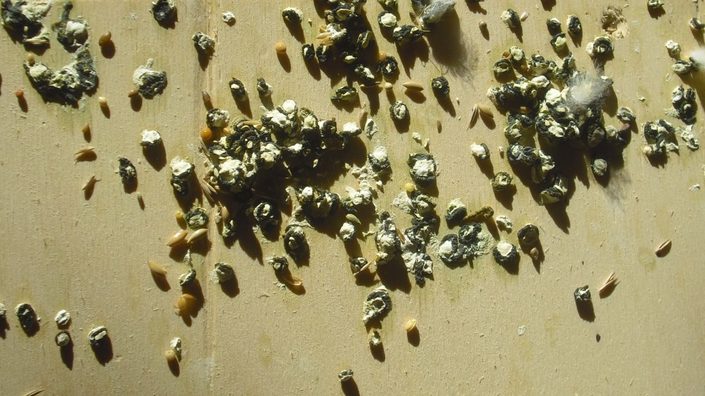 gesunder Kot ist überwiegend grün mit einem weißen Fleck