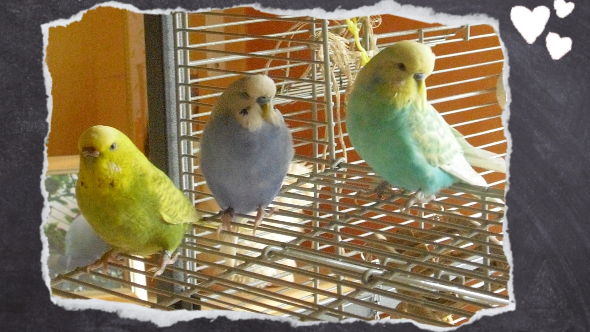 Drei unterschiedlich große und schwere Wellensittiche