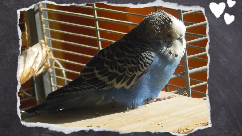 Kranker Wellensittich hat ein verklebtes Kopfgefieder