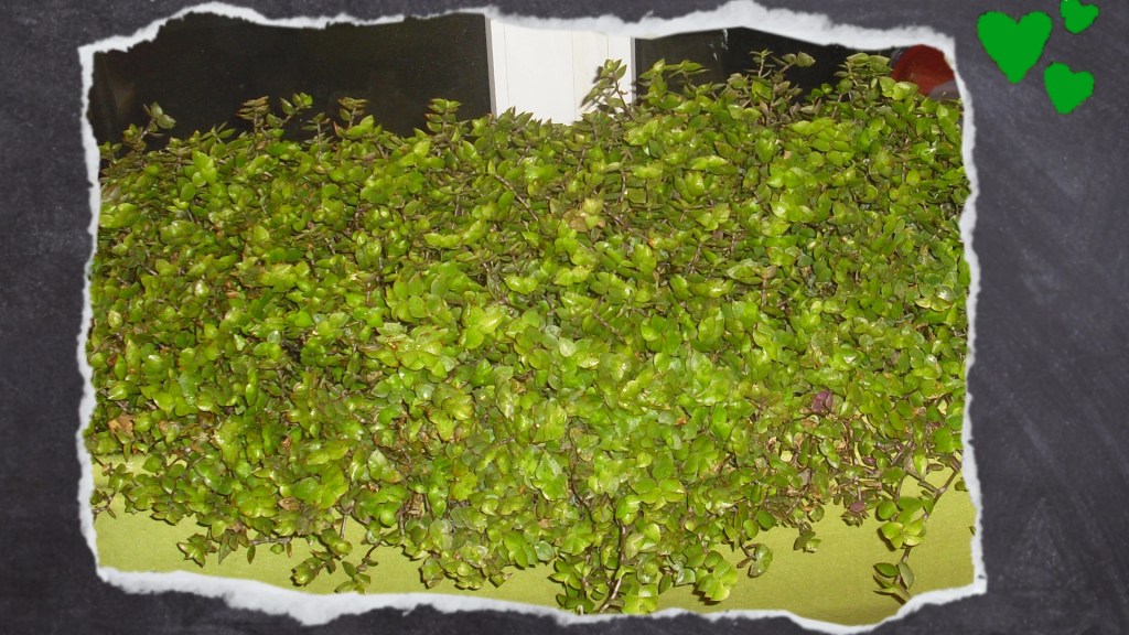 Golliwoog Pflanzen im Hochbeet