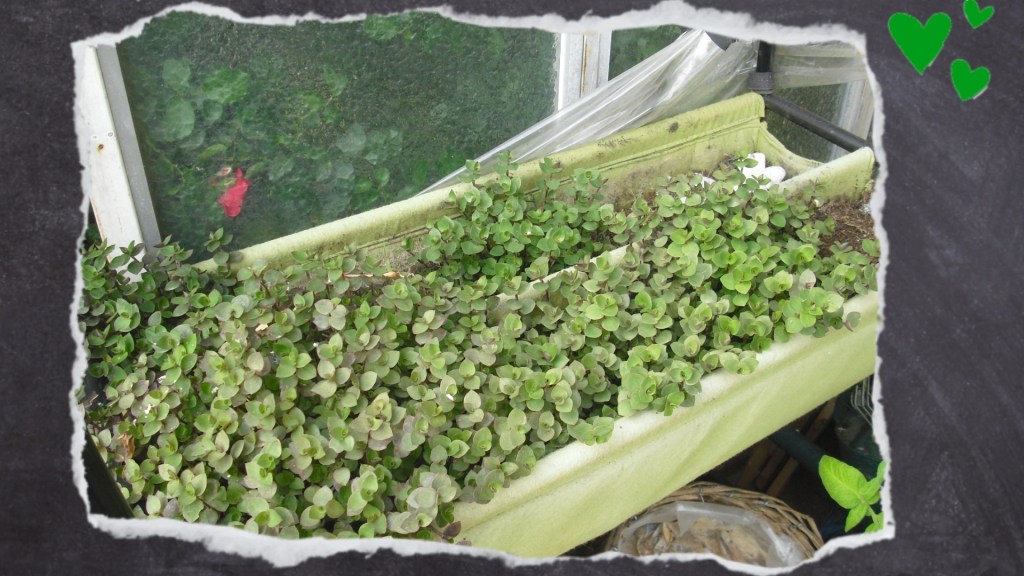 Kleines Hochbeet mit integriertem Wassertank