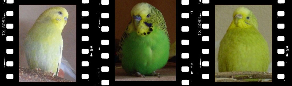 Drei verschiedene Farbschläge der Grünreihe