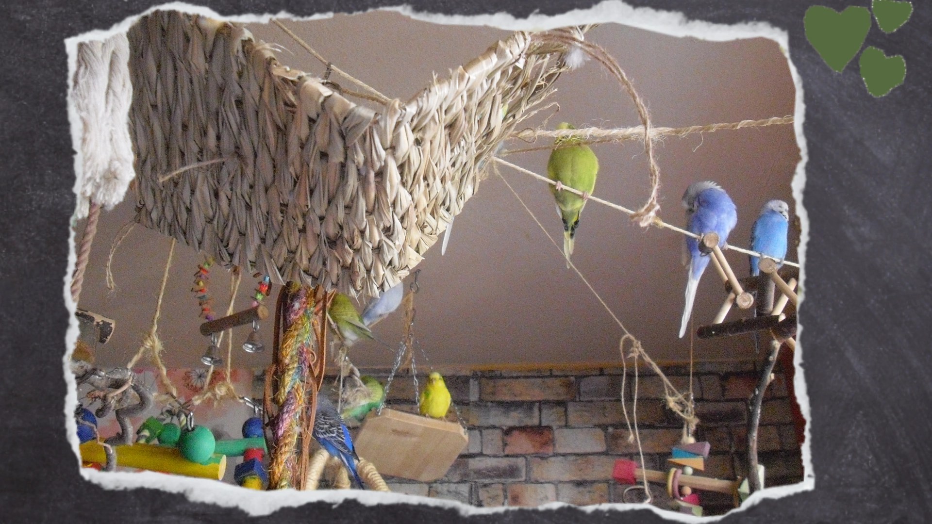 Seegrasmatte als Schredderspielzeug für Wellis