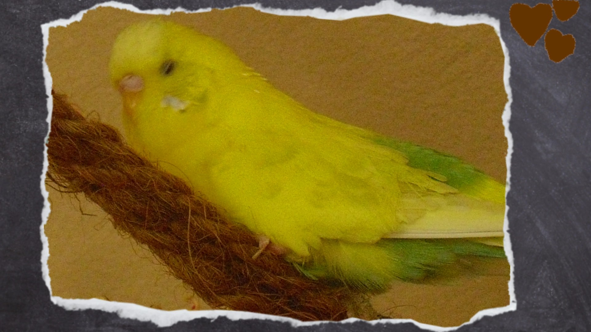 Gelber Wellihahn sitzt auf Hanfseil