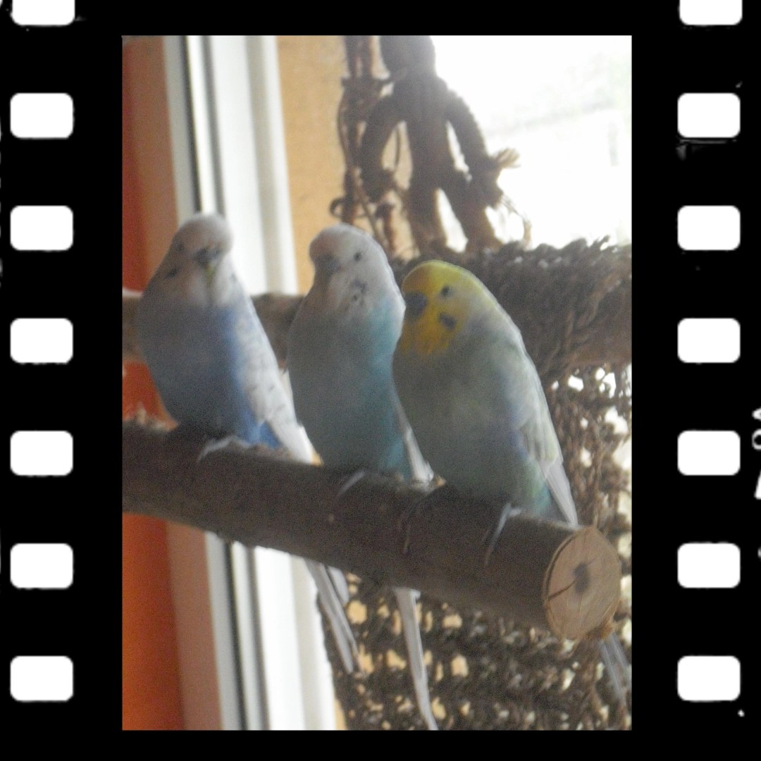 Die Dreierbande aus Hessen