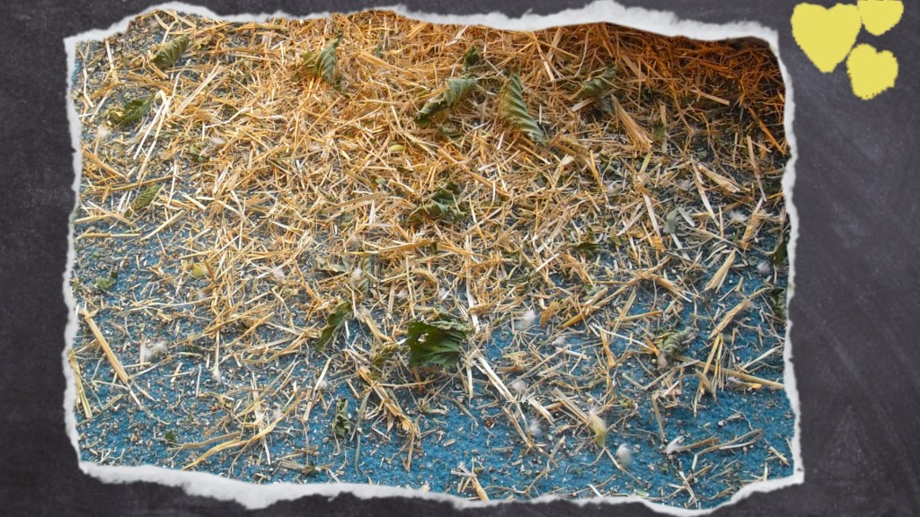 Nach getaner Arbeit haben die Wellensittich-Hennen viel Heudreck hinterlassen