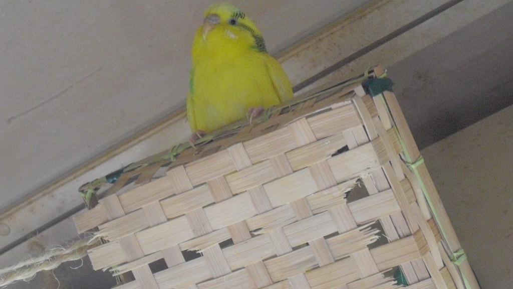 Gelber Wellensittich sitzt auf Holzbox