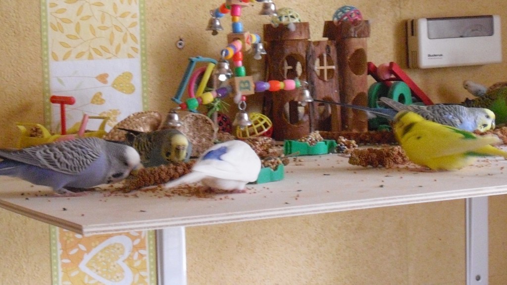 Sechs Wellensittiche fressen Kolbenhirse auf Holzbrett mit Wellispielzeug