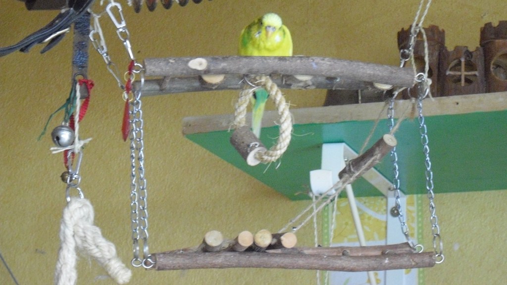 Gelber Wellensittich sitzt auf Holzbrücke aus Naturholz