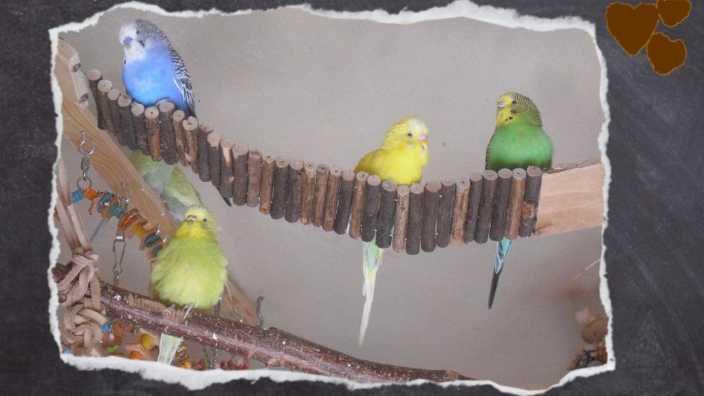 Holzbrücke mit drei Wellensittiche