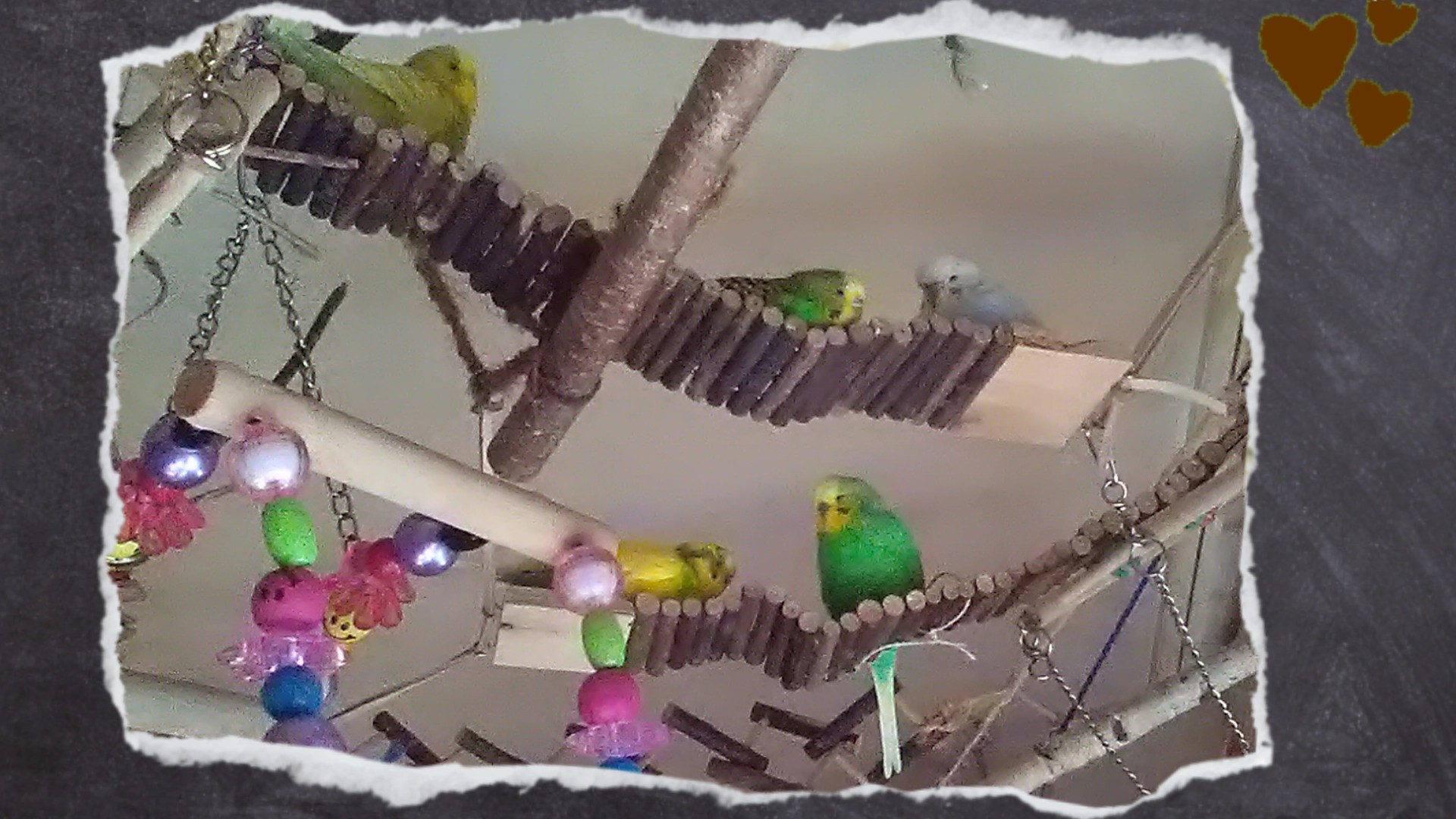 Wellihennen liegen gern auf diesen Holzbrücken aus der Nagerabteilung