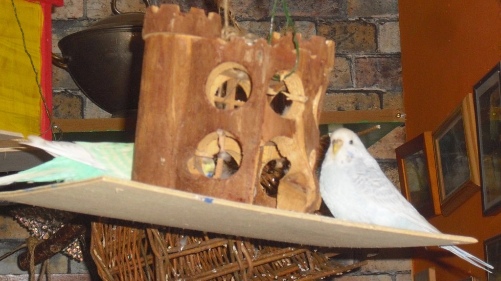 Wellensittiche sitzen auf Sperrholzplatte und knabbern an Holzburg